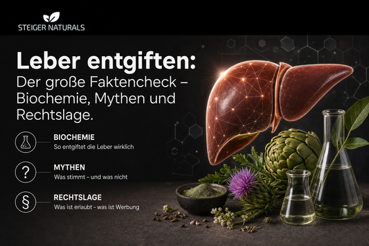 Die menschliche Leber – Zentralorgan des Stoffwechsels